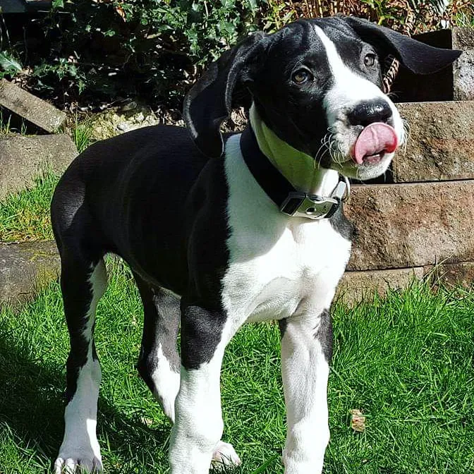 Laurelwood Animal Hospital: Erdman Lynn F DVM 12