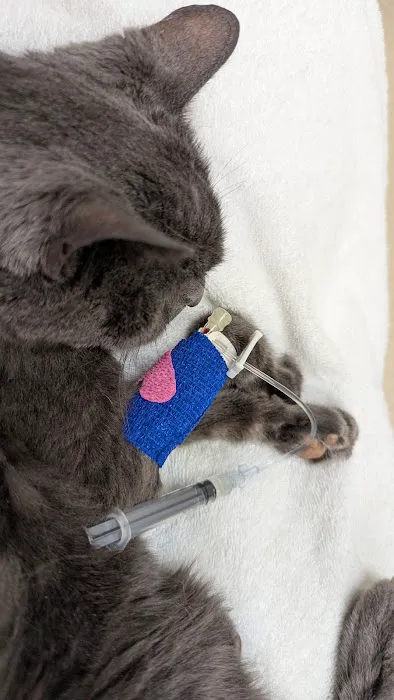 Laurelwood Animal Hospital: Erdman Lynn F DVM 12