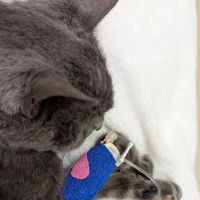 Laurelwood Animal Hospital: Erdman Lynn F DVM ico