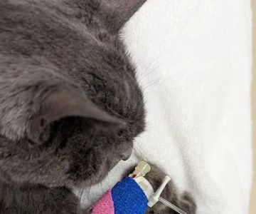 Laurelwood Animal Hospital: Erdman Lynn F DVM