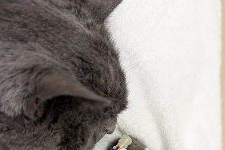 Laurelwood Animal Hospital: Erdman Lynn F DVM