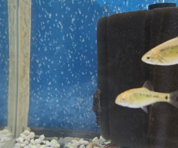 Fish and Friends Pets