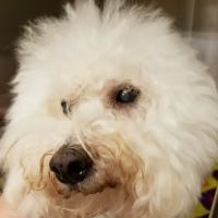 Oregon Veterinary Specialty Hospital ico