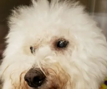 Oregon Veterinary Specialty Hospital