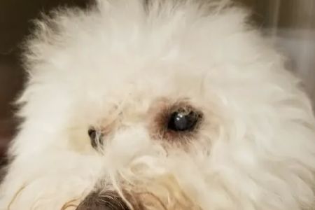 Oregon Veterinary Specialty Hospital