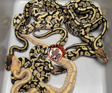 SH Pythons