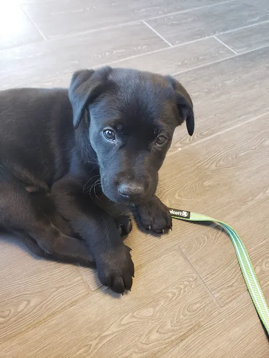 Banfield Pet Hospital 8