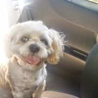 Banfield Pet Hospital ico