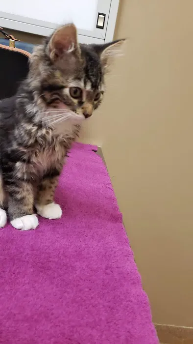 Beaverton Pet Clinic 12