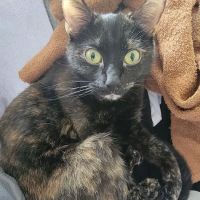 Beaverton Pet Clinic ico
