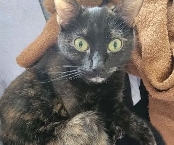 Beaverton Pet Clinic