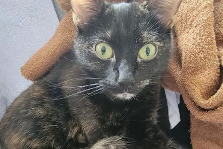 Beaverton Pet Clinic