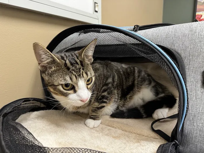 Beaverton Pet Clinic 12