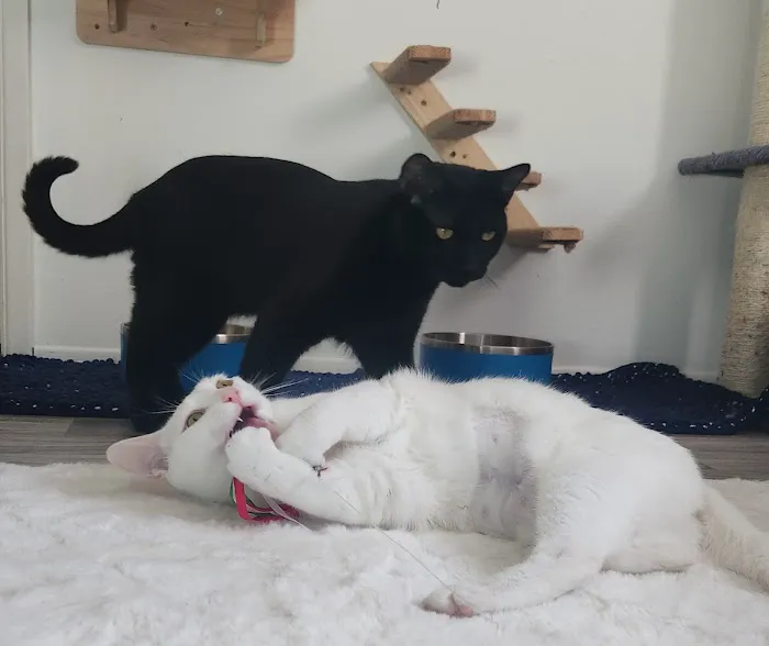 Best Care Animal Hospital 4