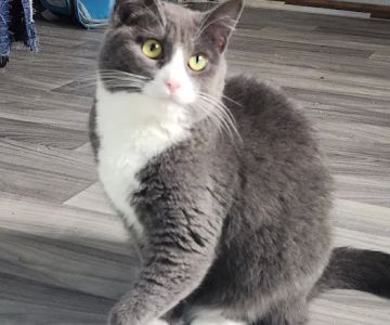 Best Care Animal Hospital