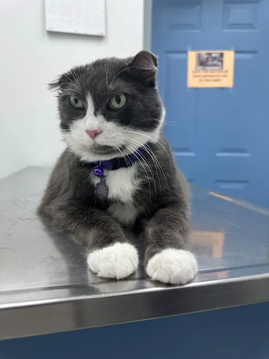 Best Care Animal Hospital 7