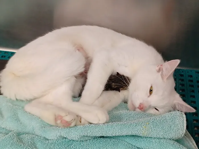 Best Care Animal Hospital 10