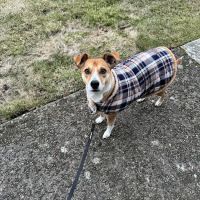 Cedar Mill Veterinary Hospital ico