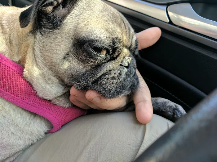 Cedar Mill Veterinary Hospital 10