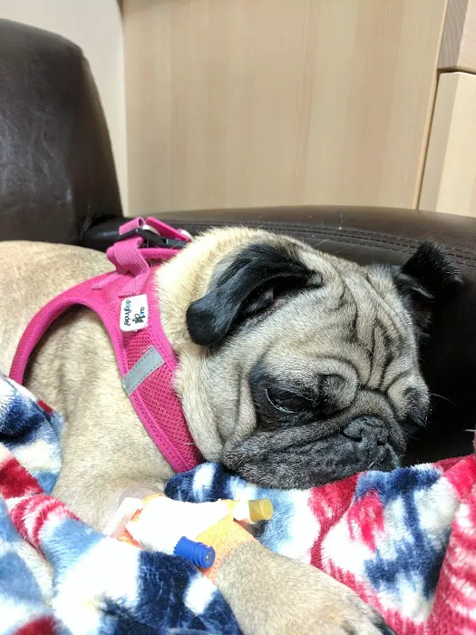 Cedar Mill Veterinary Hospital 7