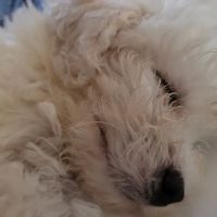 Amberglen Pet Care ico