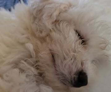 Amberglen Pet Care