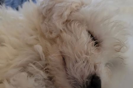 Amberglen Pet Care