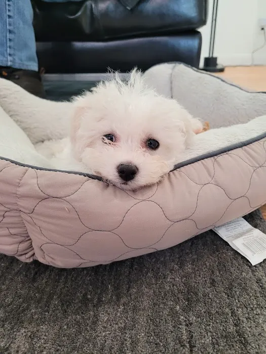 Amberglen Pet Care 12