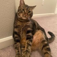 VCA Rock Creek Animal Hospital ico