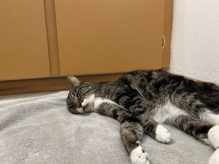VCA Rock Creek Animal Hospital 10