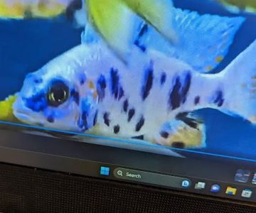 Lake Michigan Cichlids