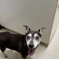 Powell Veterinary Center ico