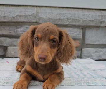 Country-Side Kennels