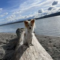 Alder Creek Veterinary Clinic ico