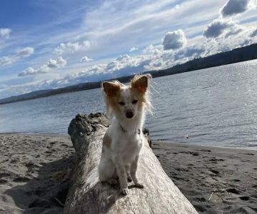 Alder Creek Veterinary Clinic