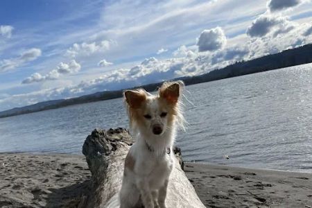Alder Creek Veterinary Clinic