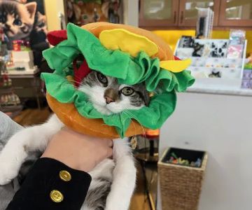 Kitty Citty Shoppe