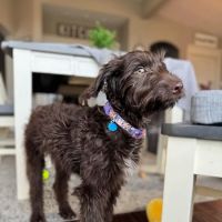 Amazia Veterinary Service ico