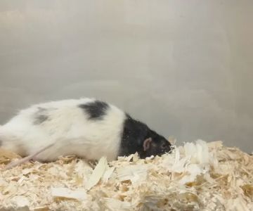 Pat's Pets