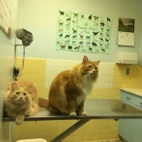 Columbia Veterinary Clinic ico