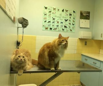 Columbia Veterinary Clinic