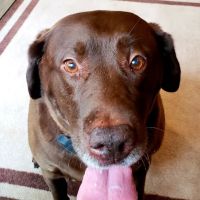 Midway Veterinary Hospital ico
