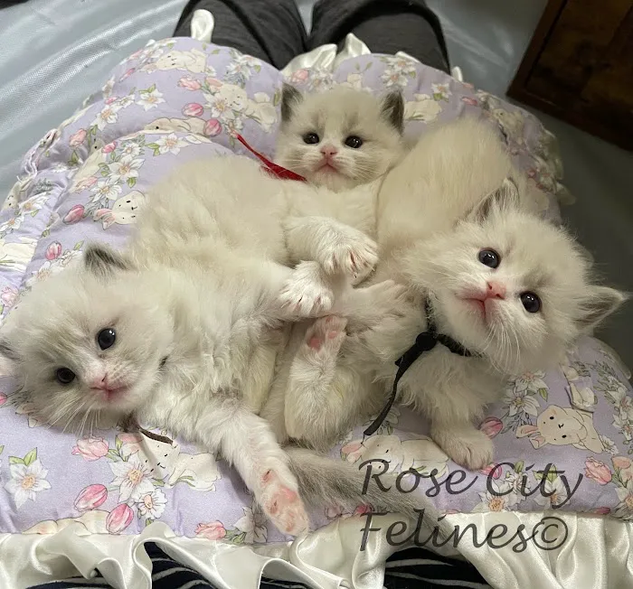 Rose City Felines~ Specializing in Ragdolls 12