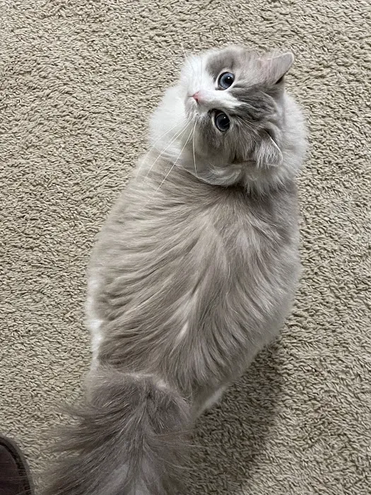 Rose City Felines~ Specializing in Ragdolls 12