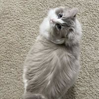 Rose City Felines~ Specializing in Ragdolls ico