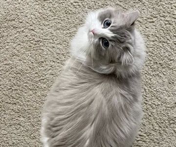 Rose City Felines~ Specializing in Ragdolls