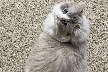 Rose City Felines~ Specializing in Ragdolls