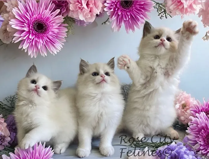 Rose City Felines~ Specializing in Ragdolls 12
