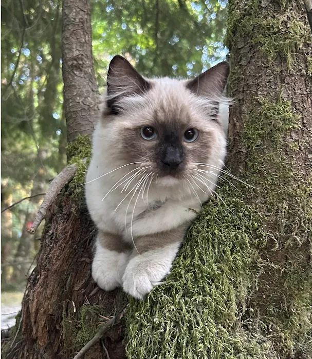Rose City Felines~ Specializing in Ragdolls 12