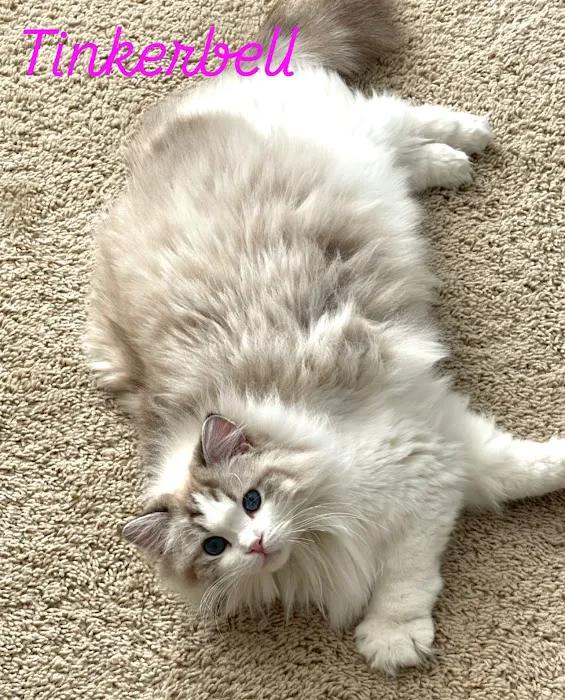Rose City Felines~ Specializing in Ragdolls 12